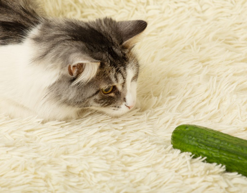 Cat crouching down on a white rug staring at a cucumber