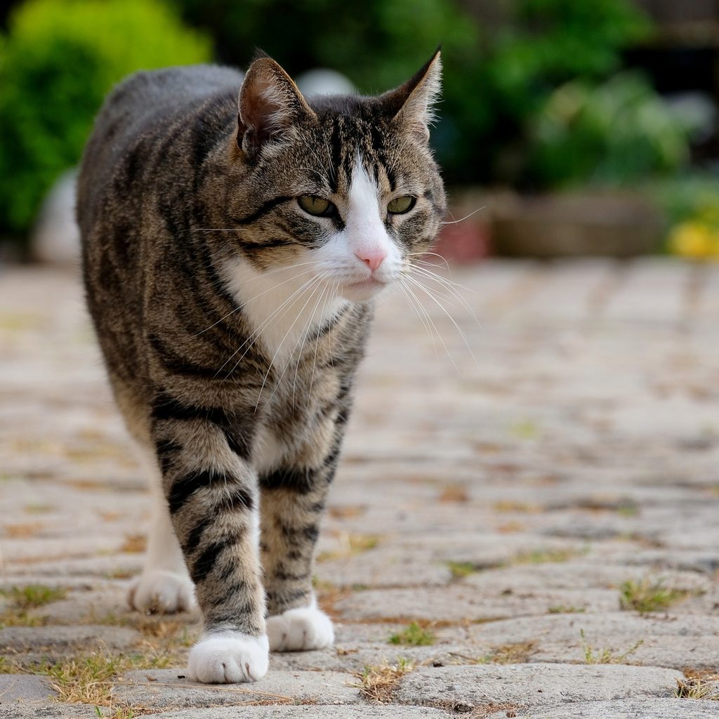 Cat walking on a stone driveway