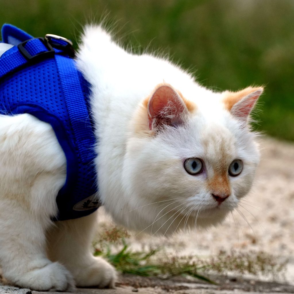 Cat outdoors wearing a blue harness attached to a leash