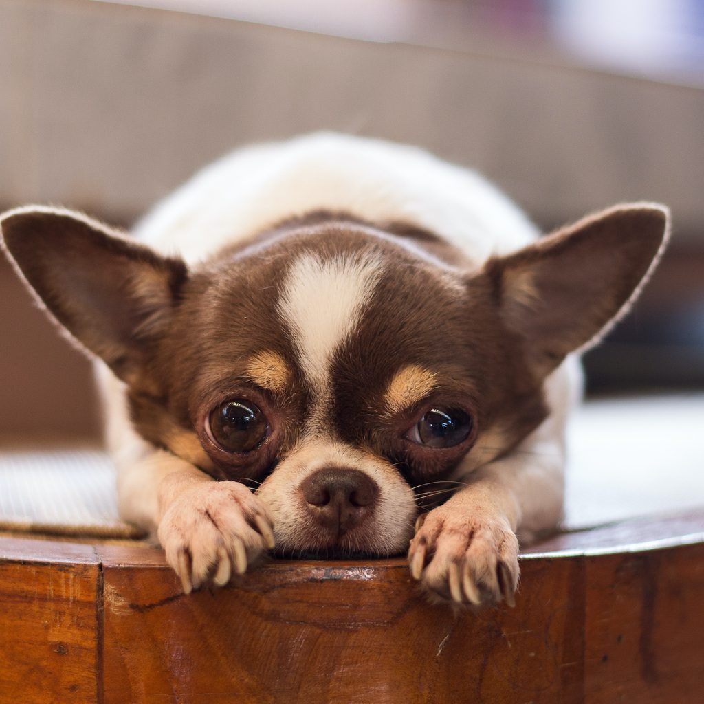 A Chihuahua lies on the floor with their head in their paws