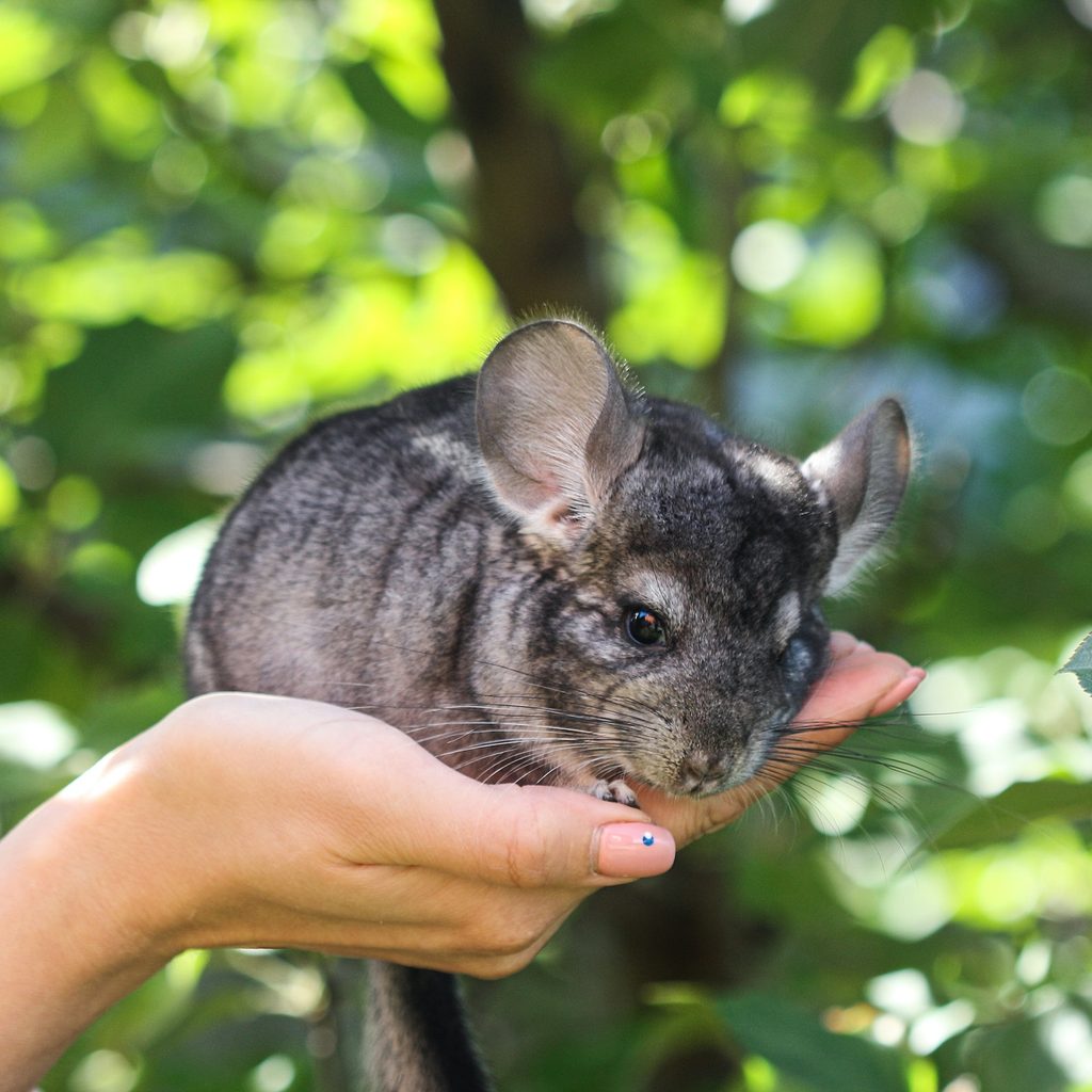 Person holds chinchilla in her hand
