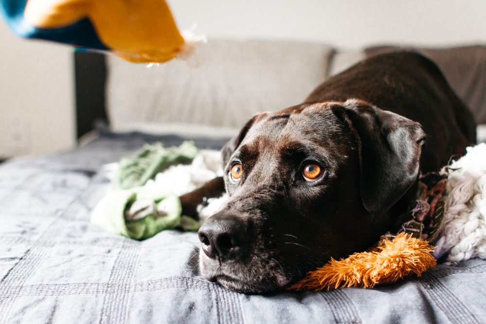 A chocolate Labrador retriever lying on a bed surrounded by toys