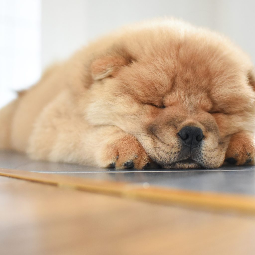 A Chow Chow puppy sleeps with his head in his paws