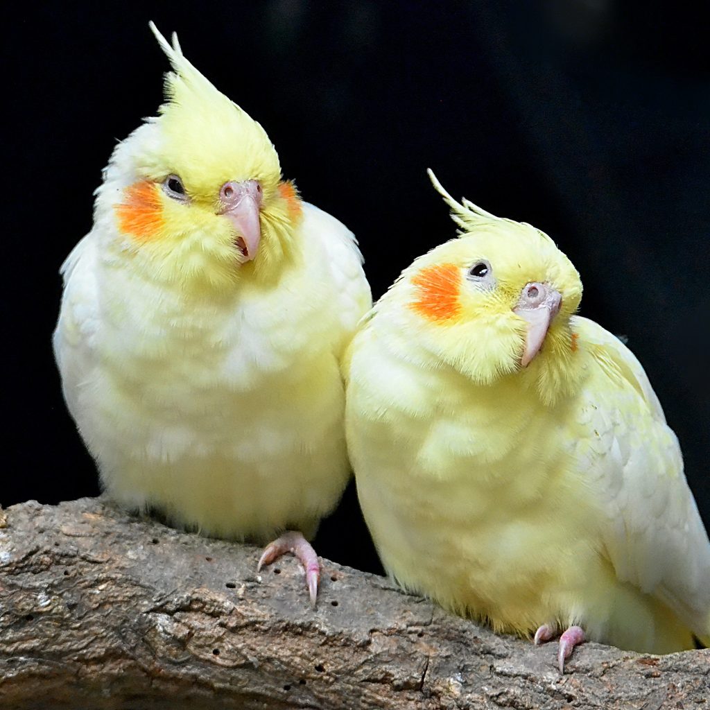 Two cockatiels sit on a log