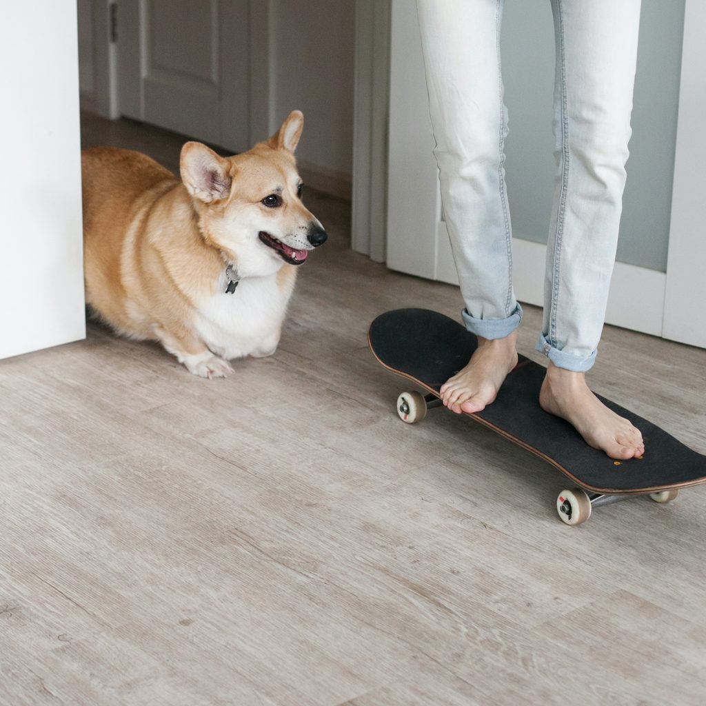 A Corgi follows a person riding a skateboard through the hallway