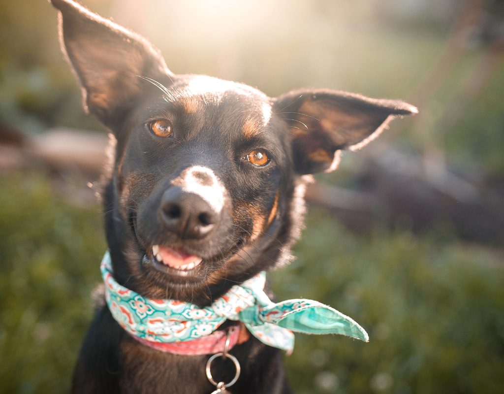 Cute mixed breed dog wearing a bandana.
