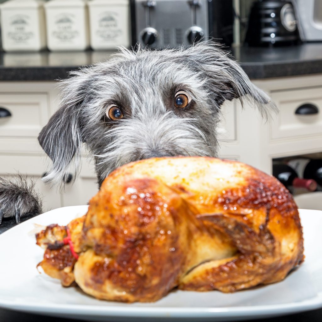 A grey dog with huge eyes looks at a cooked turkey on the counter