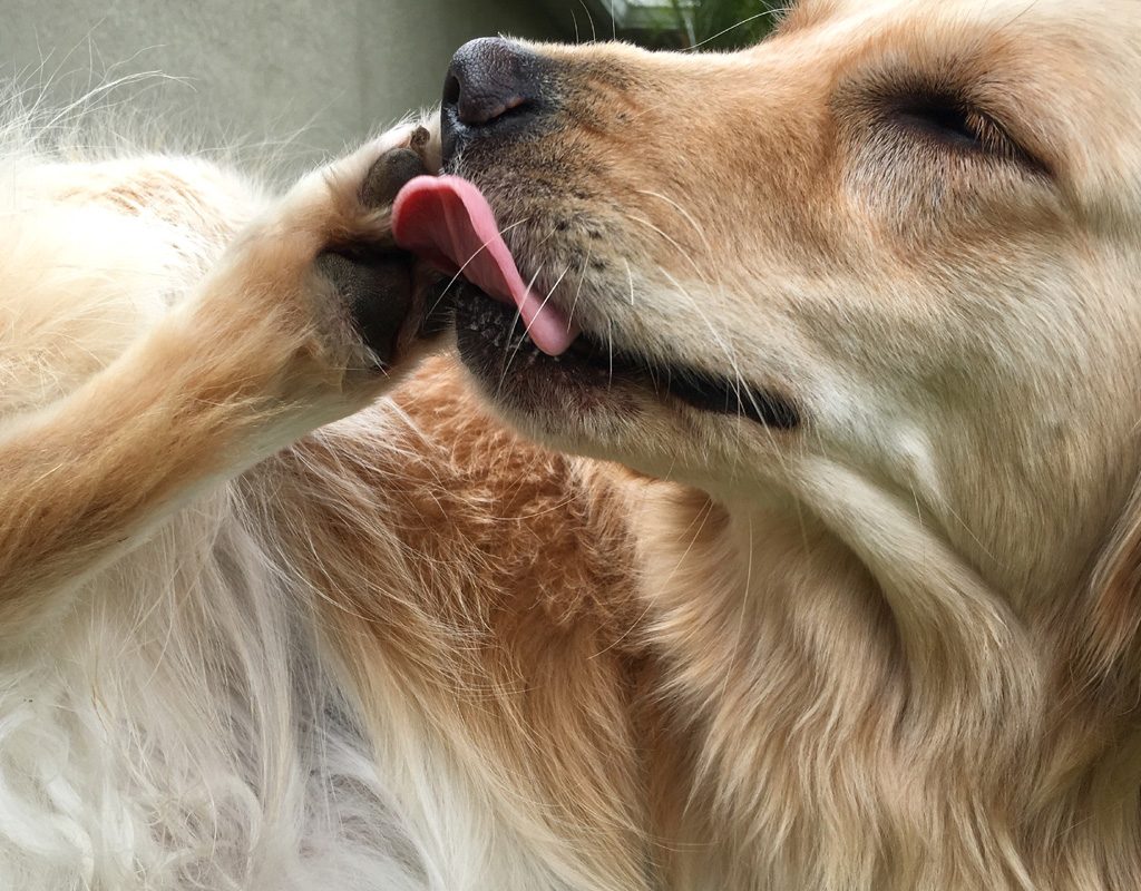 Dog licking his paw