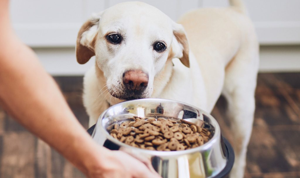 Dog looking at food in dish.