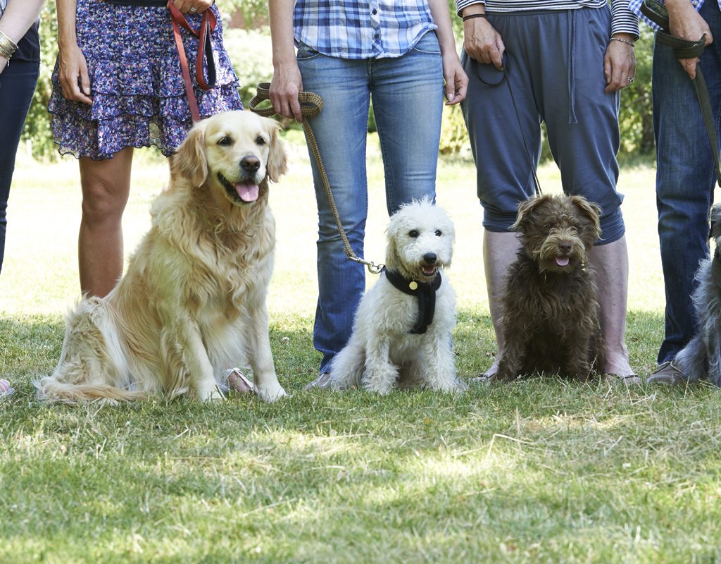 Dog group obedience class.