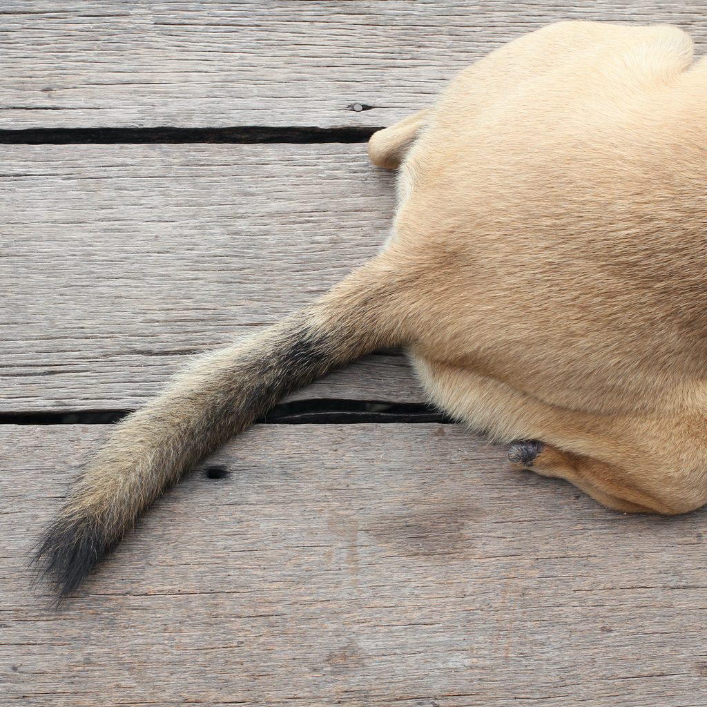 A dog's tail on a wood floor background