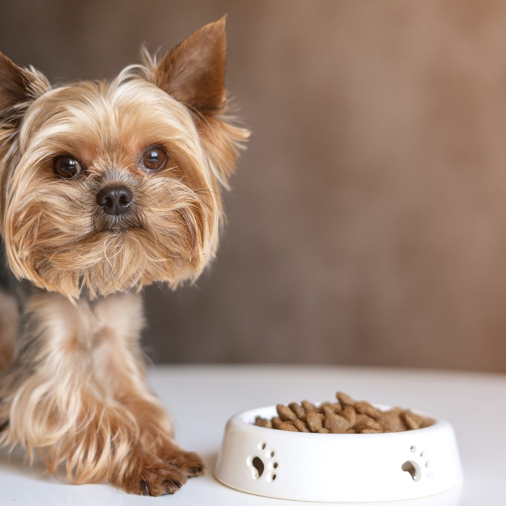 A Yorkshire Terrier stands next to a full food bowl