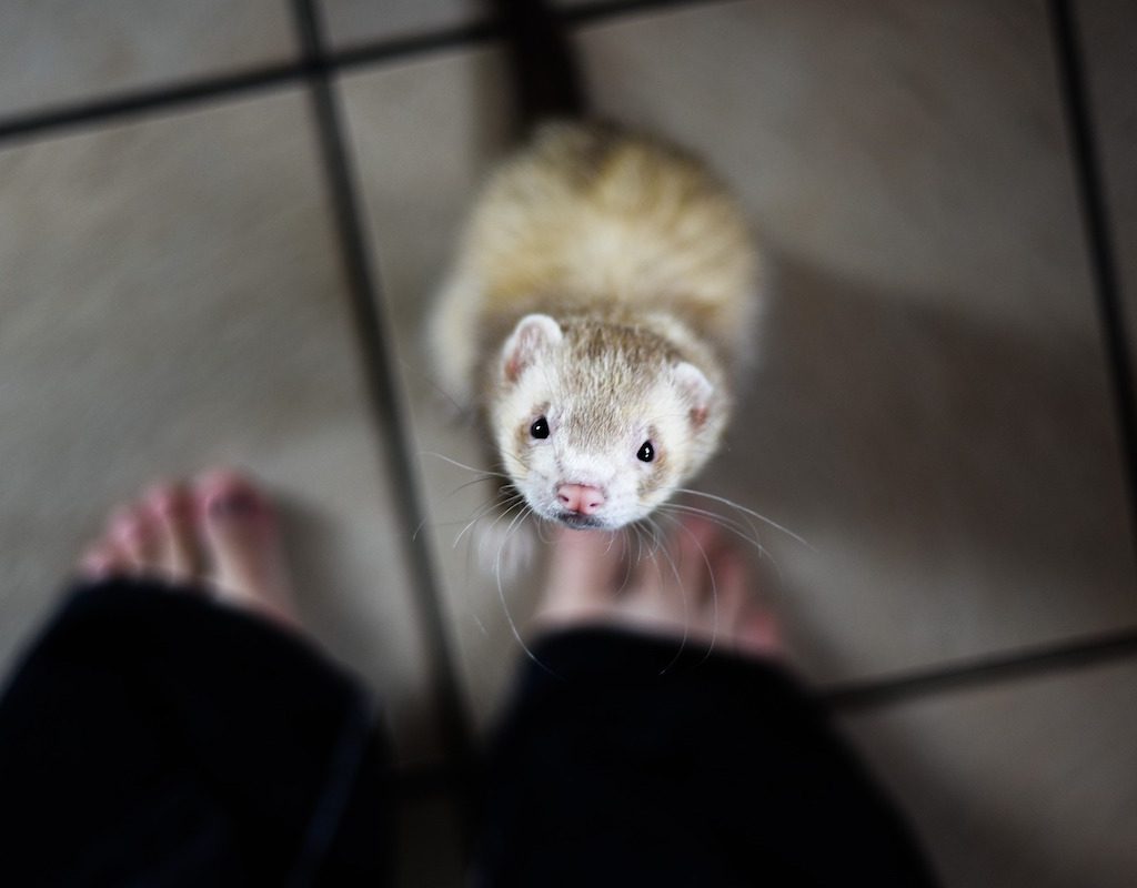 Ferret looks up at his owner