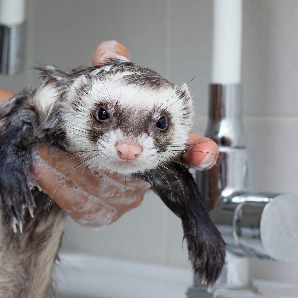 Ferret gets shampooed while taking a bath in the sink