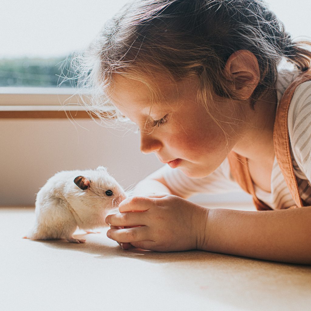 Girl looks at her pet hamster