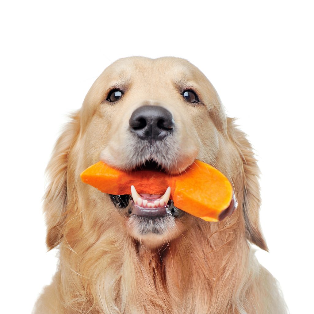 Head portrait of a golden retriever eating pumpkin