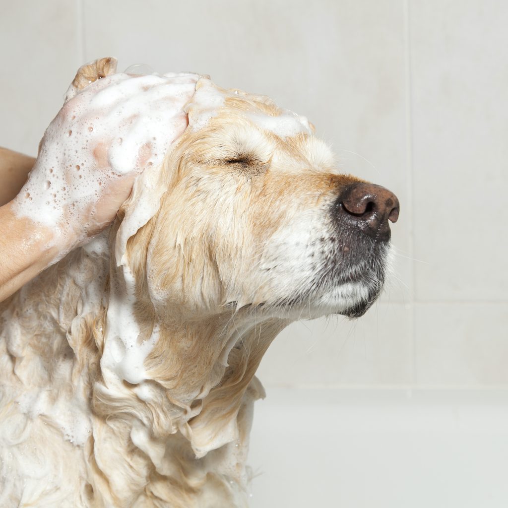 A Golden Retriever closes their eyes and enjoys a sudsy massage