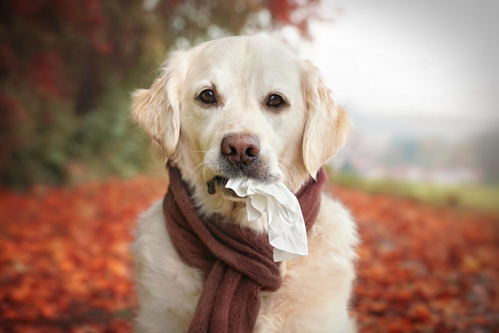A Golden Retriever wearing a scarf and holding a handkerchief in his mouth.