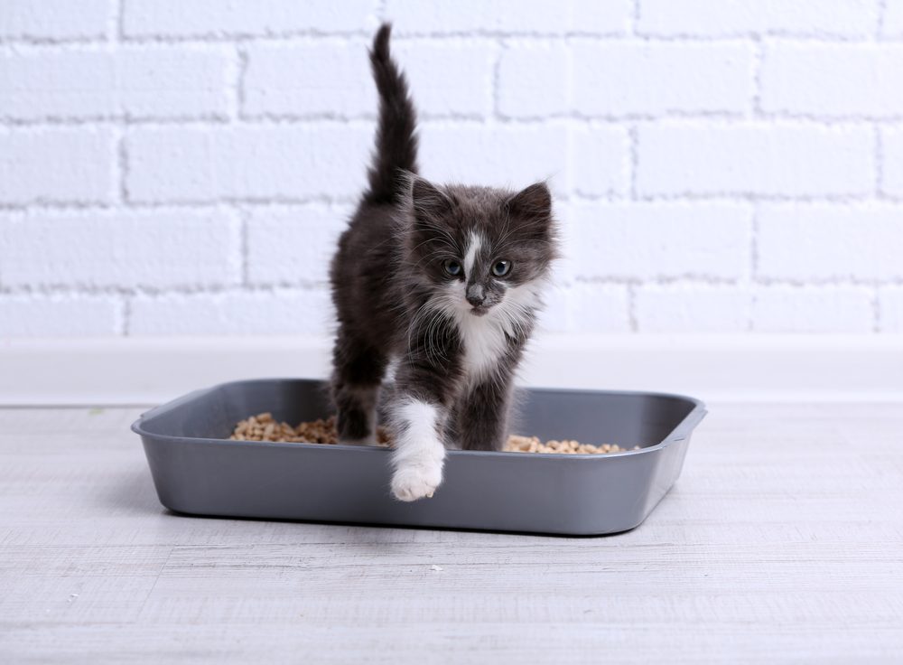 A gray and white kitten steps out of a gray litter box.