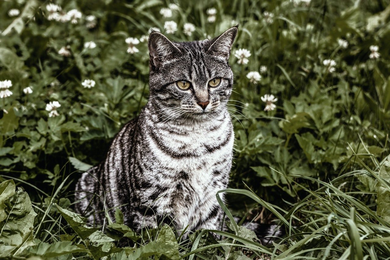 A gray striped tabby cat sits outside in a field of grass and flowers.