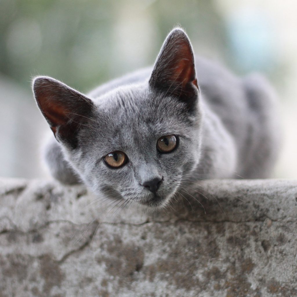 Grey cat leaning over a stone wall