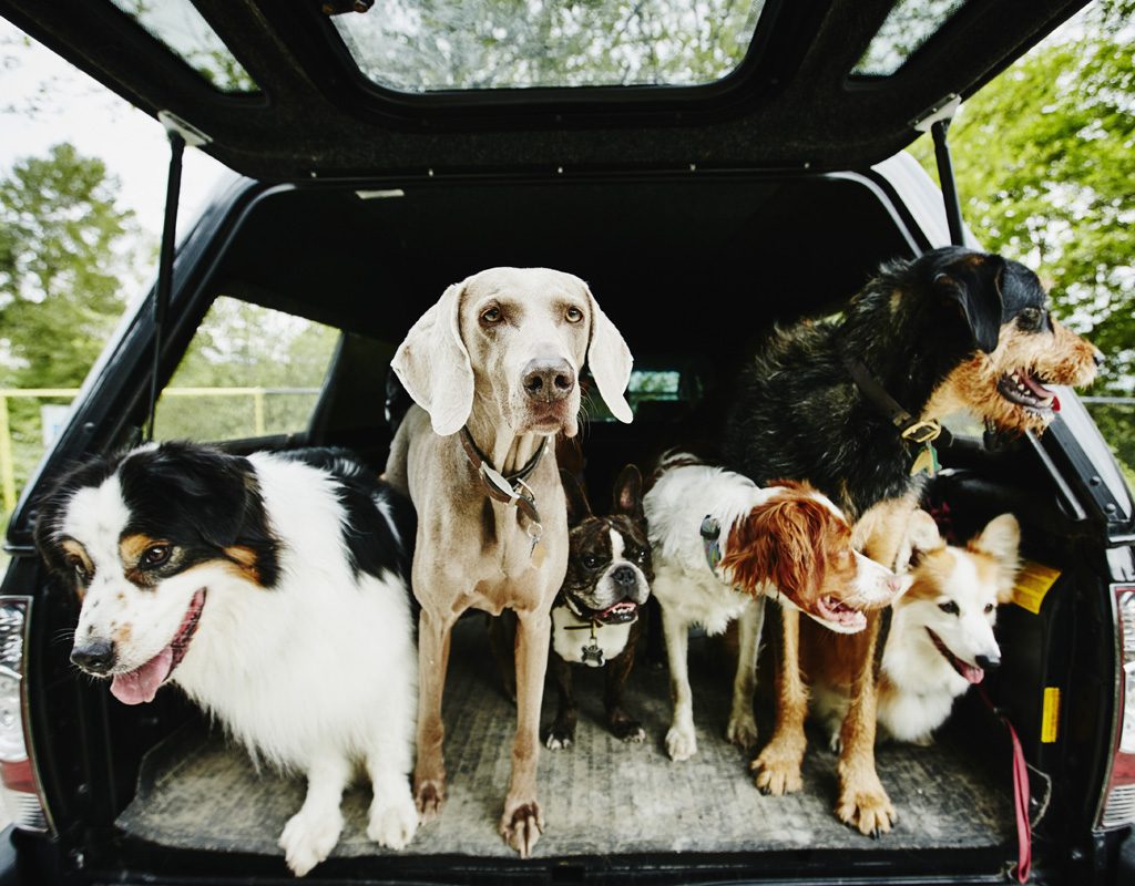 Group of dogs in the back of a car.