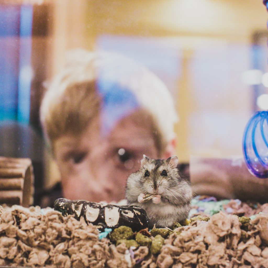 Boy looks at hamster eating through his cage