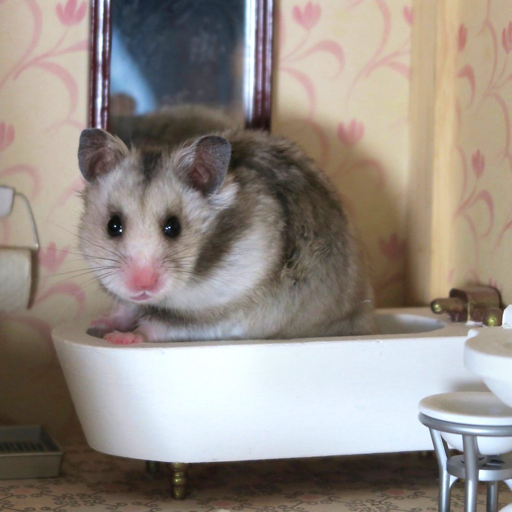 Hamster pretends to take a bath in a dollhouse