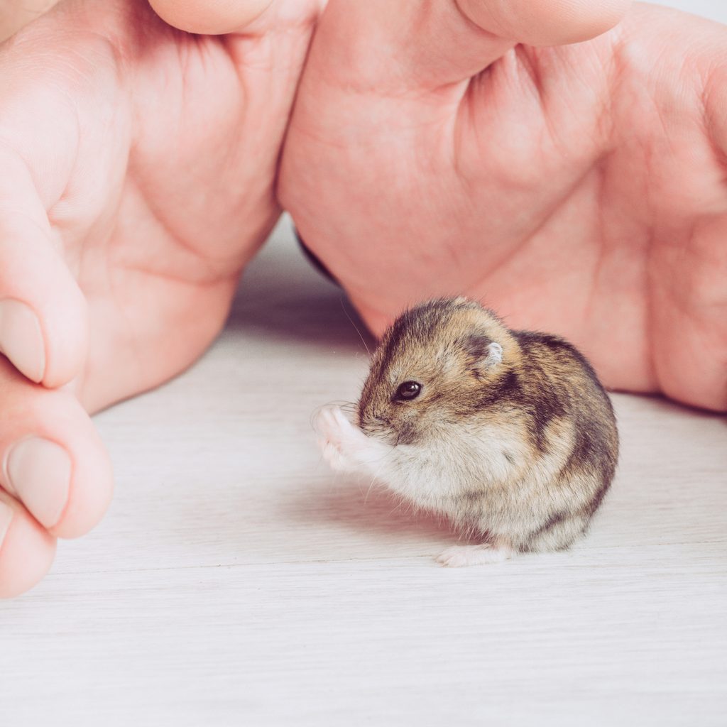 Hamster sits between her owner's hands