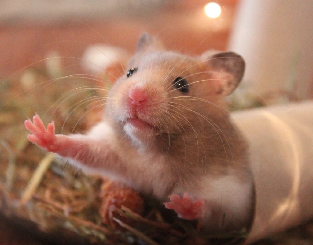 Hamster pushes against the glass in his cage