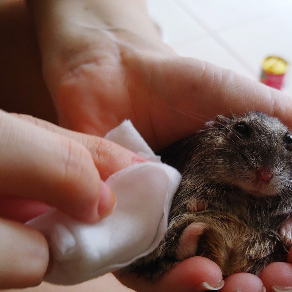 Hamster gets a spot cleaning bath from his owner