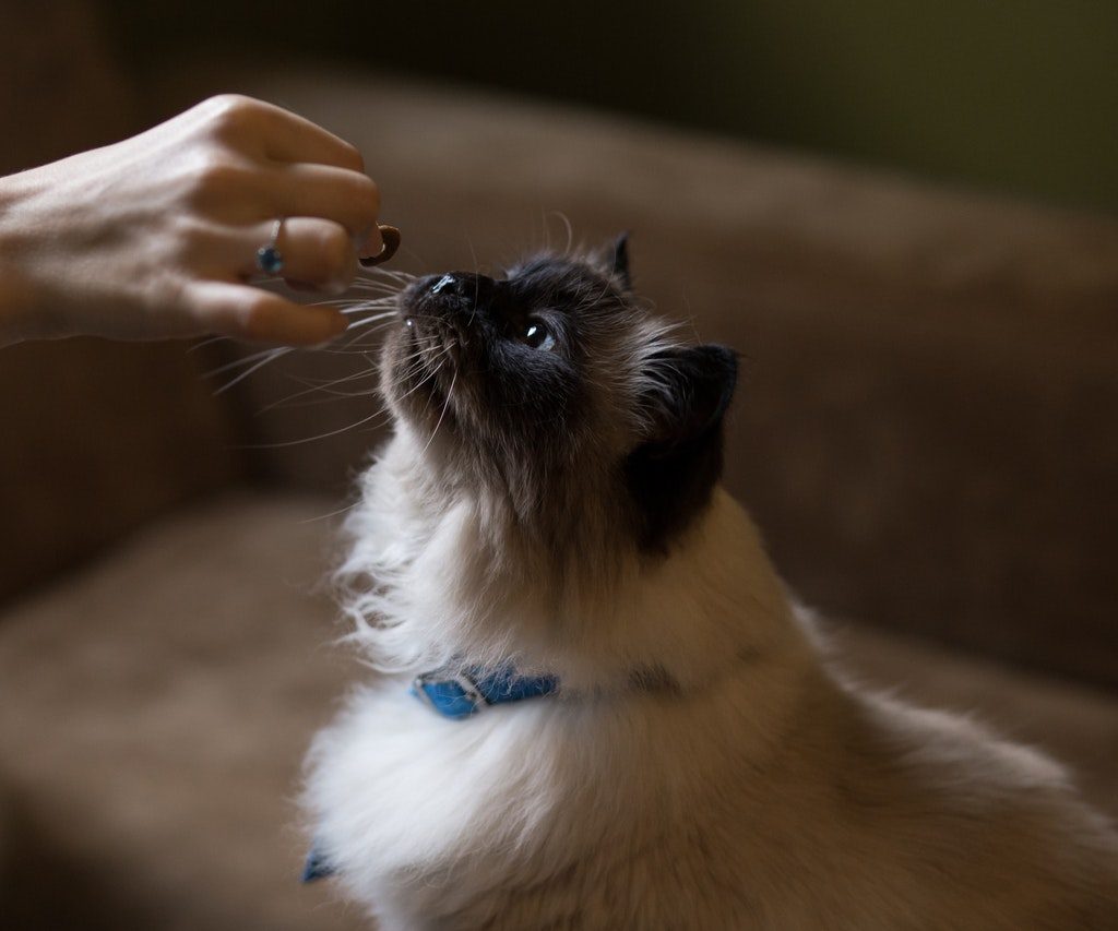 A Himalayan cat wearing a blue collar accepts a treat