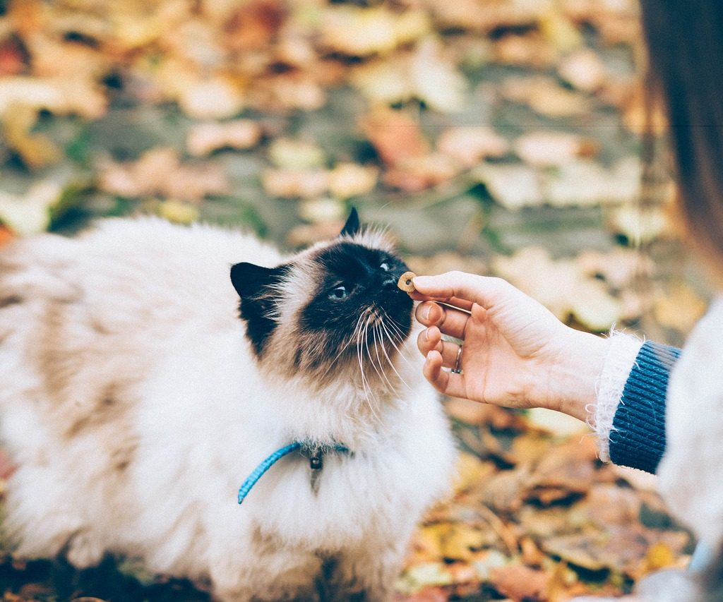 A Himalayan cat eating a treat outdoors surrounded by fallen leaves