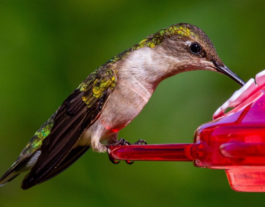 Hummingbird drinks from red feeder