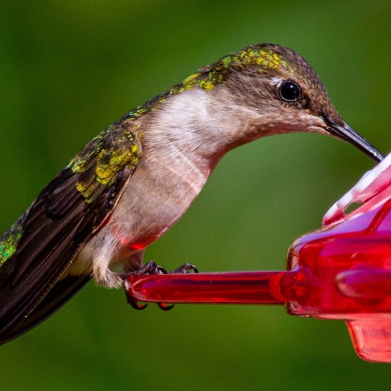 Hummingbird drinks from red feeder