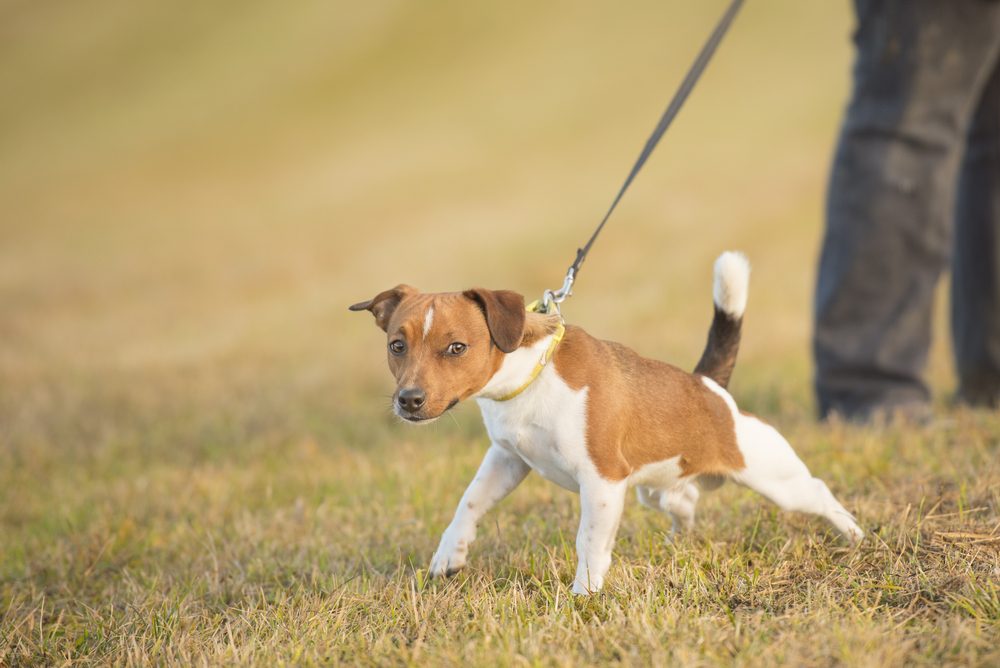 A Jack Russell Terrier pulls on his leash.