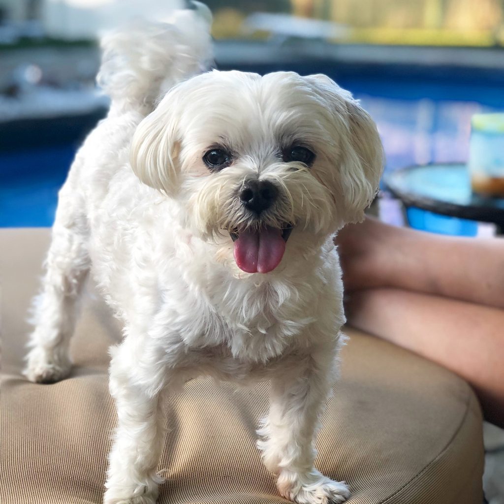 A Maltese dog stands with his tongue out