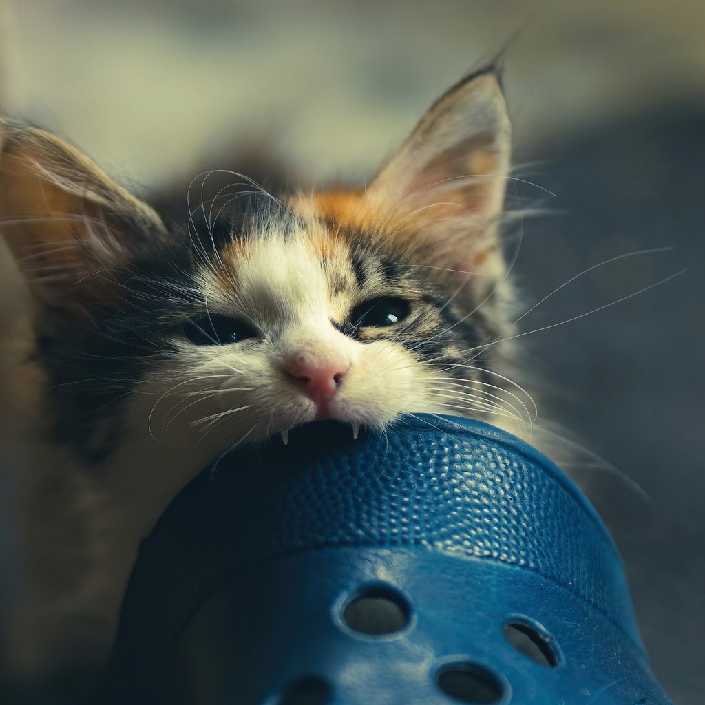 Kitten biting the toe of a blue Croc shoe
