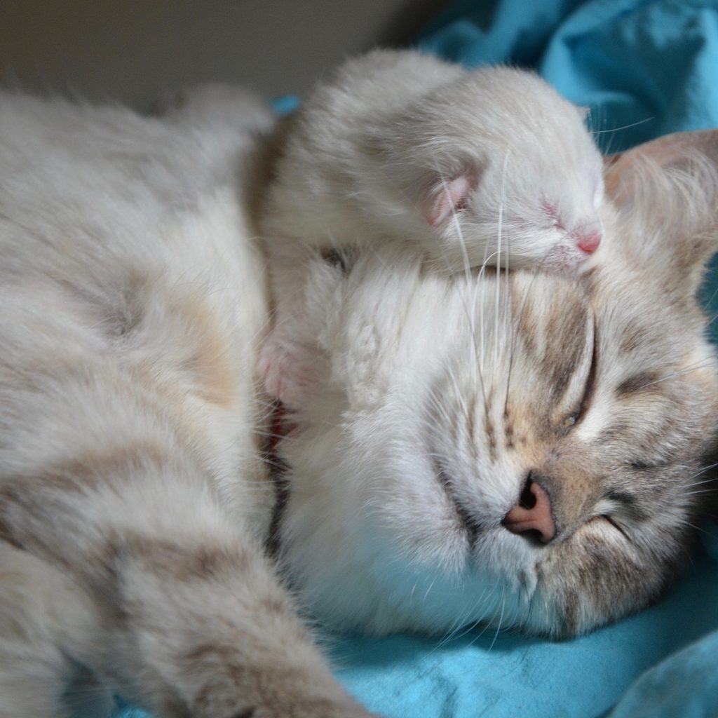 Kitten sleeping on its sleeping mother