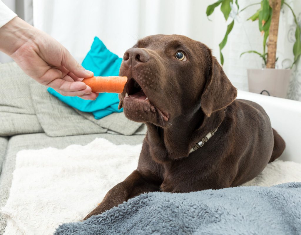 Labrador eating a carrot.