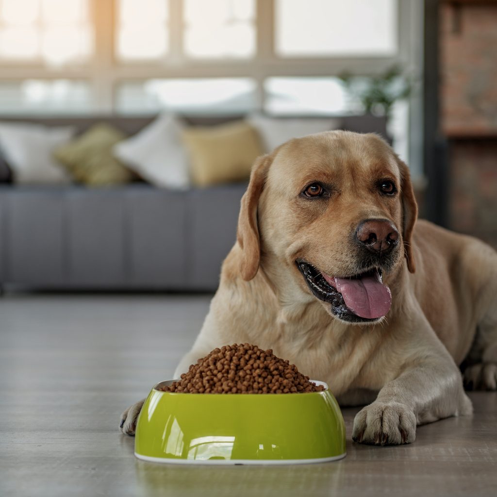A yellow Labrador Retriever sits by a full food bowl