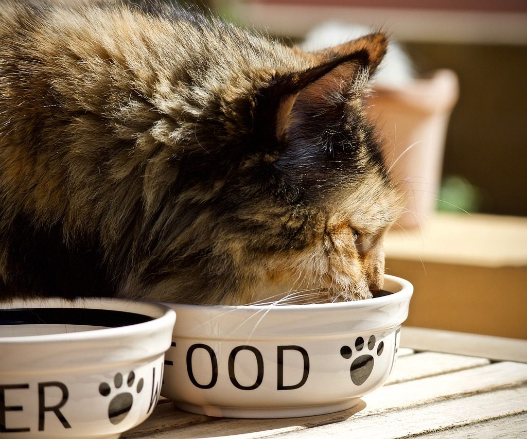 A long-haired calico cat eating and drinking.