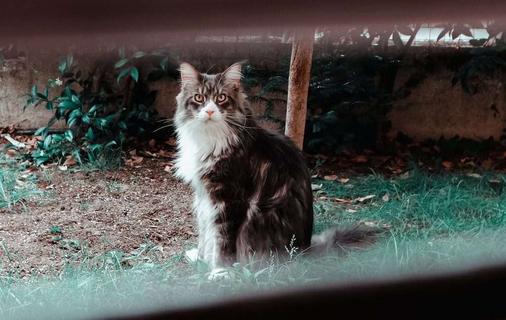 A Maine Coon cat sits outside in a yard surrounded by fallen leaves.