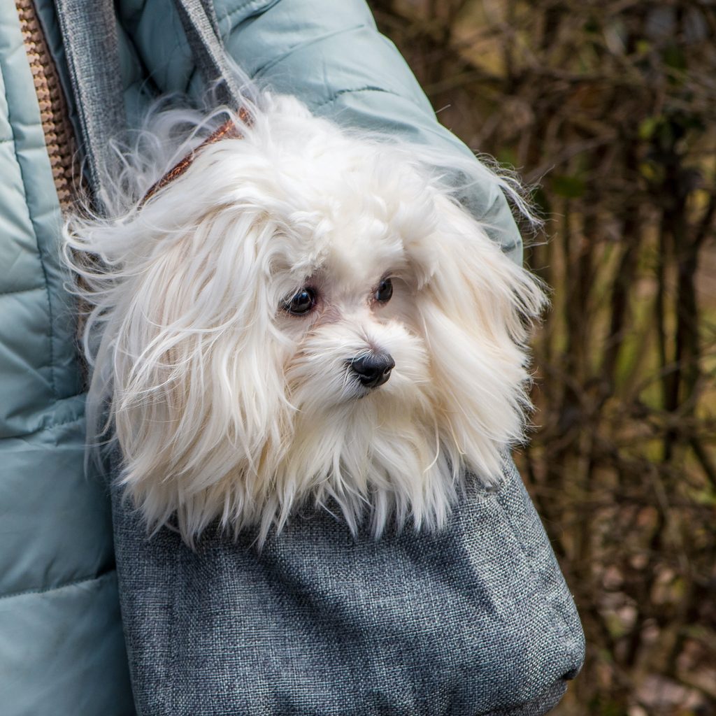 Little white dog in a bag on a walk in the park