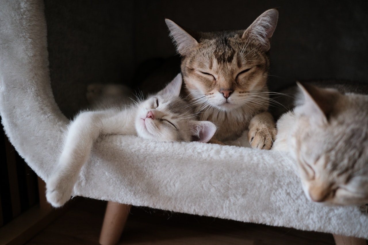 A mama cat snuggles two kittens in a cat house.