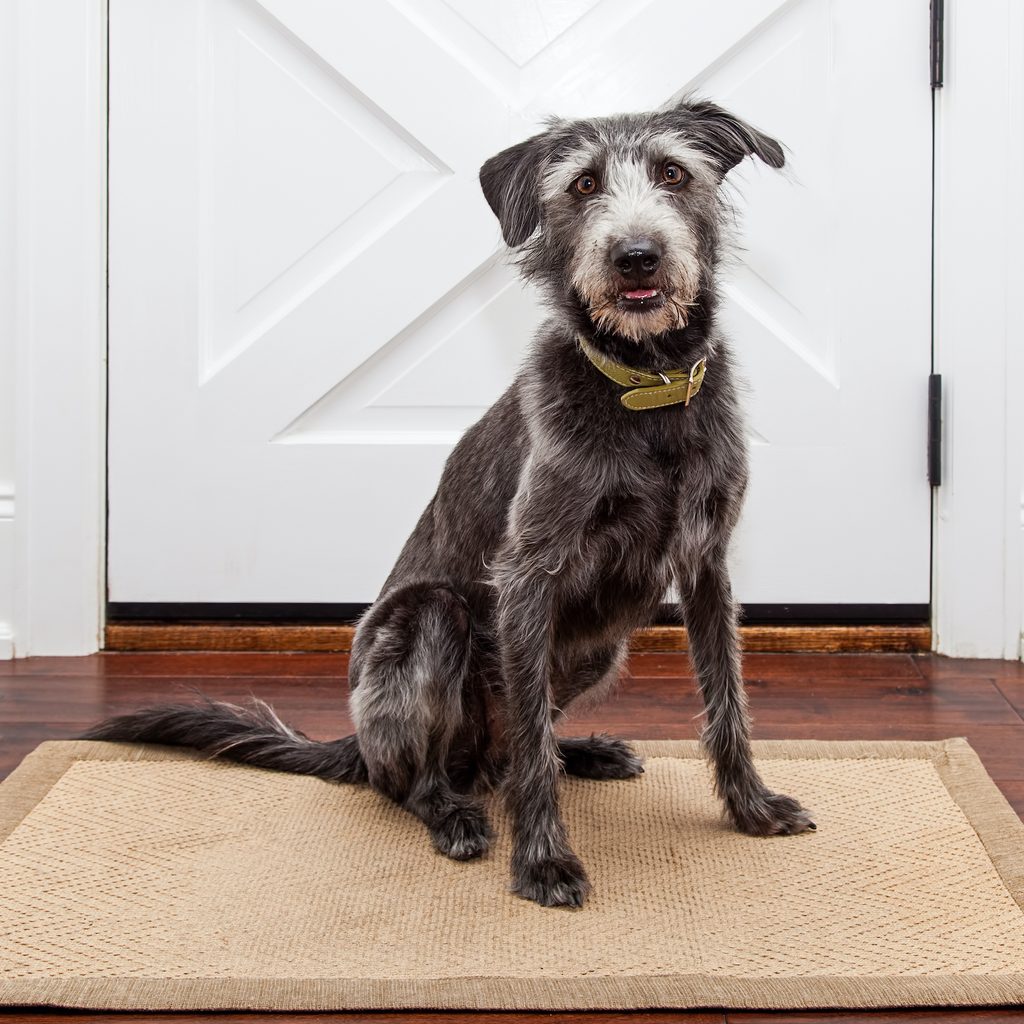 Mixed breed dog sitting in front of a door in her home