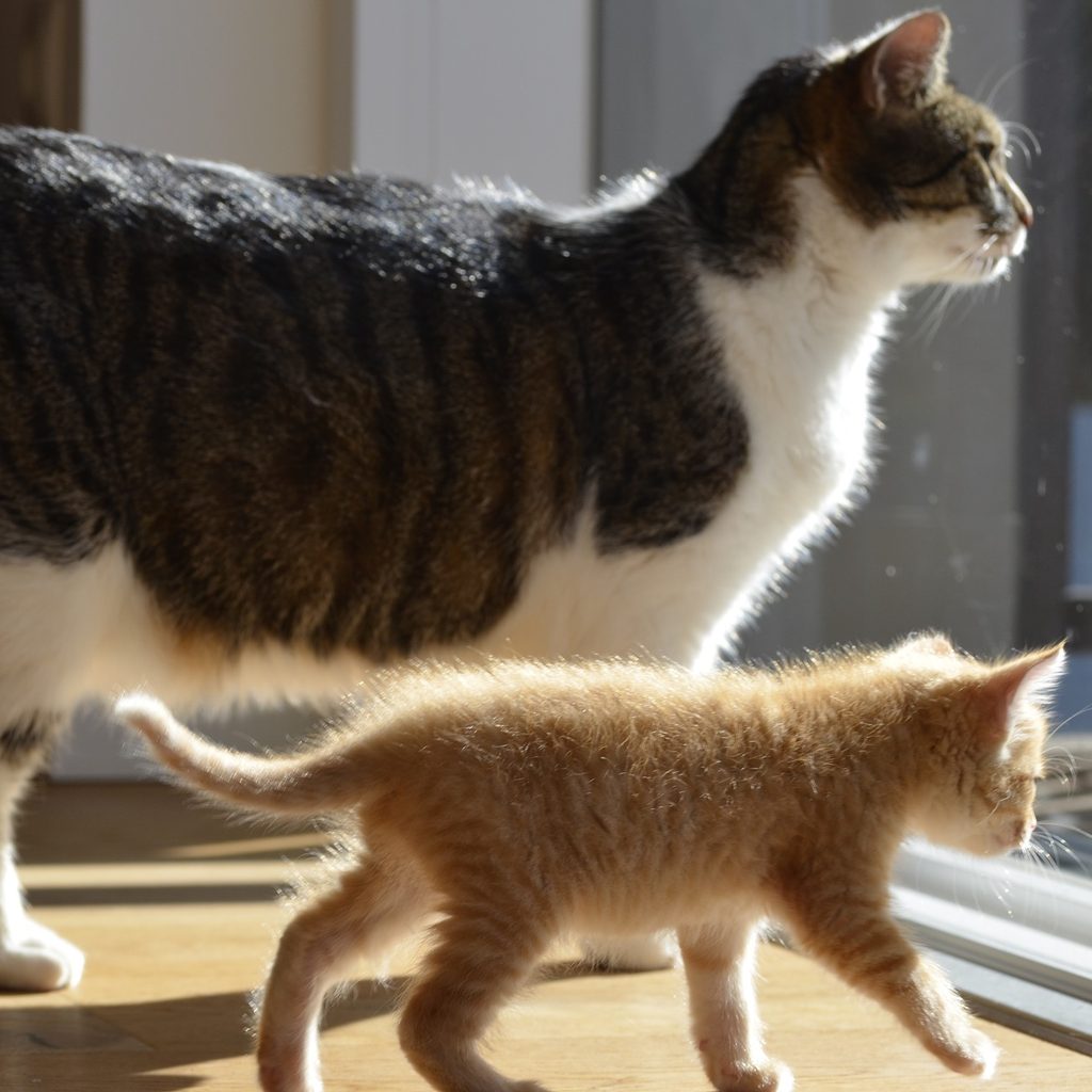 Mother cat and her kitten walking in the sun