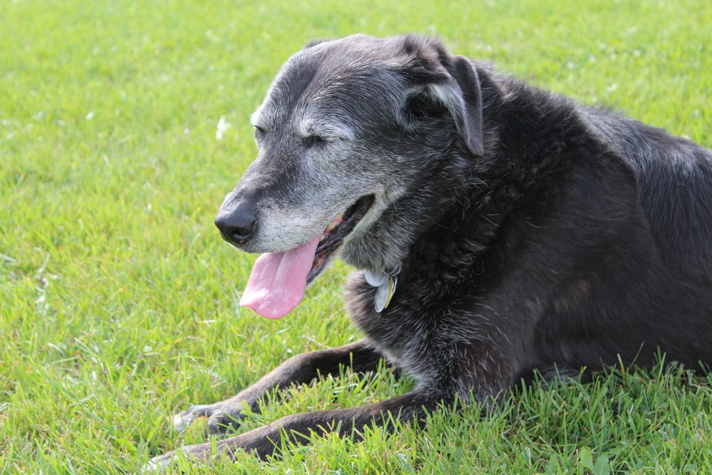 An old black Labrador retriever with a gray muzzle lies panting in the grass