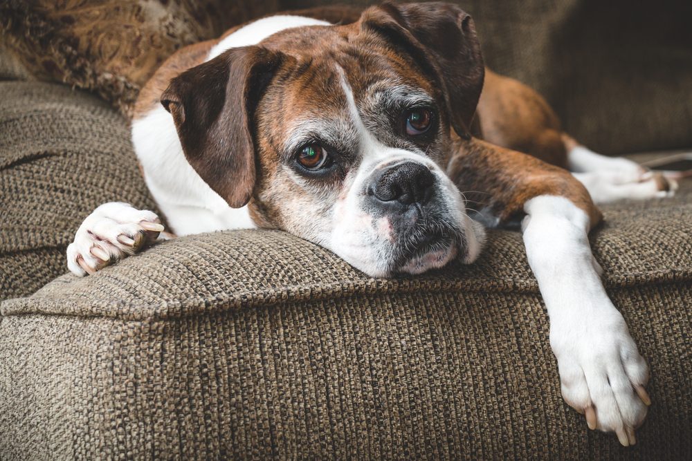 An old boxer lying on a brown sofa.