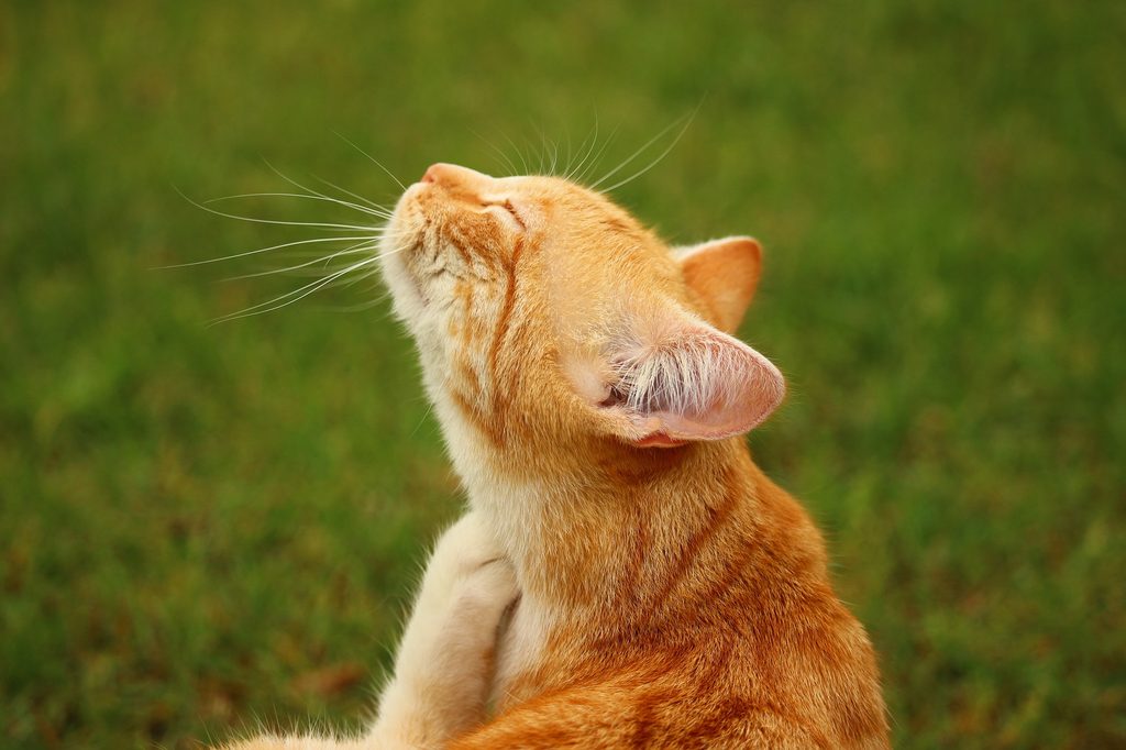 Orange cat scratching an itchy spot on its neck